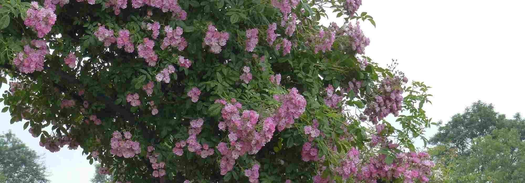 8 pink flowering climbers
