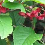 Growing Schisandra in pots