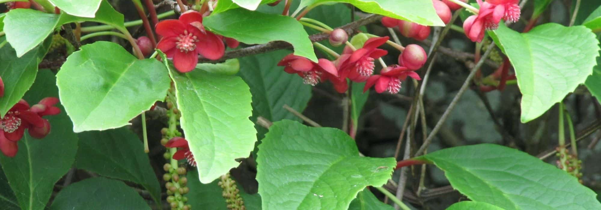 Growing Schisandra in pots