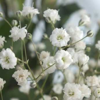 How to propagate gypsophila?