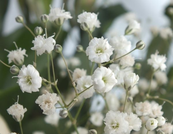 How to propagate baby's breath?