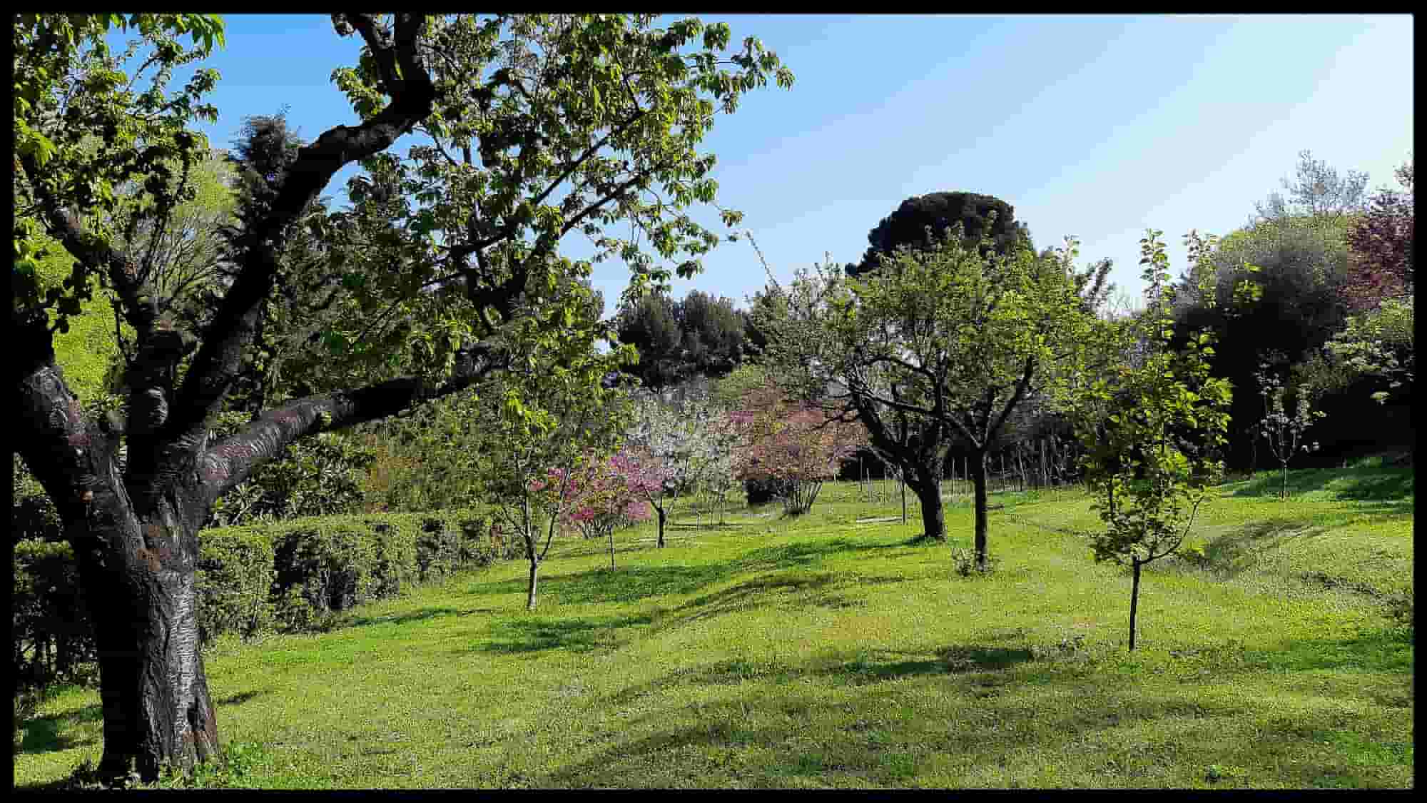 Fruit trees sensitive to frost