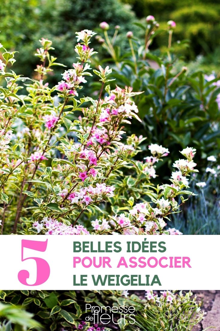 weigelia-associate Pairing Weigelas