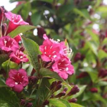 Taking cuttings from a weigela