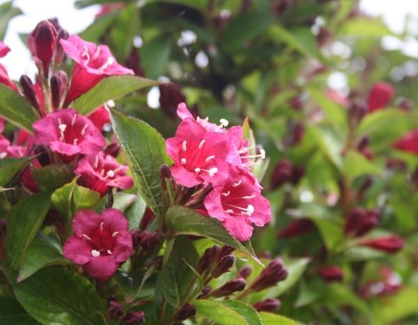 Taking cuttings from a weigela