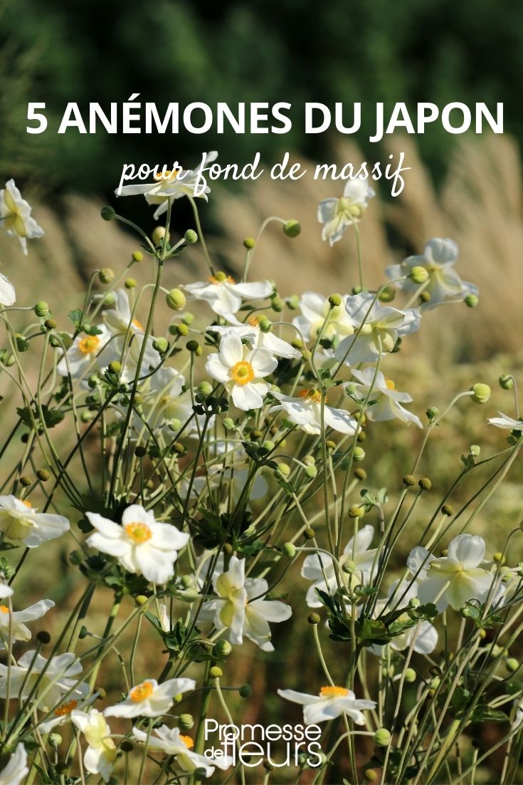 5 Japanese Anemones for the Back of the Border 5 Japanese Anemones for Back of Border