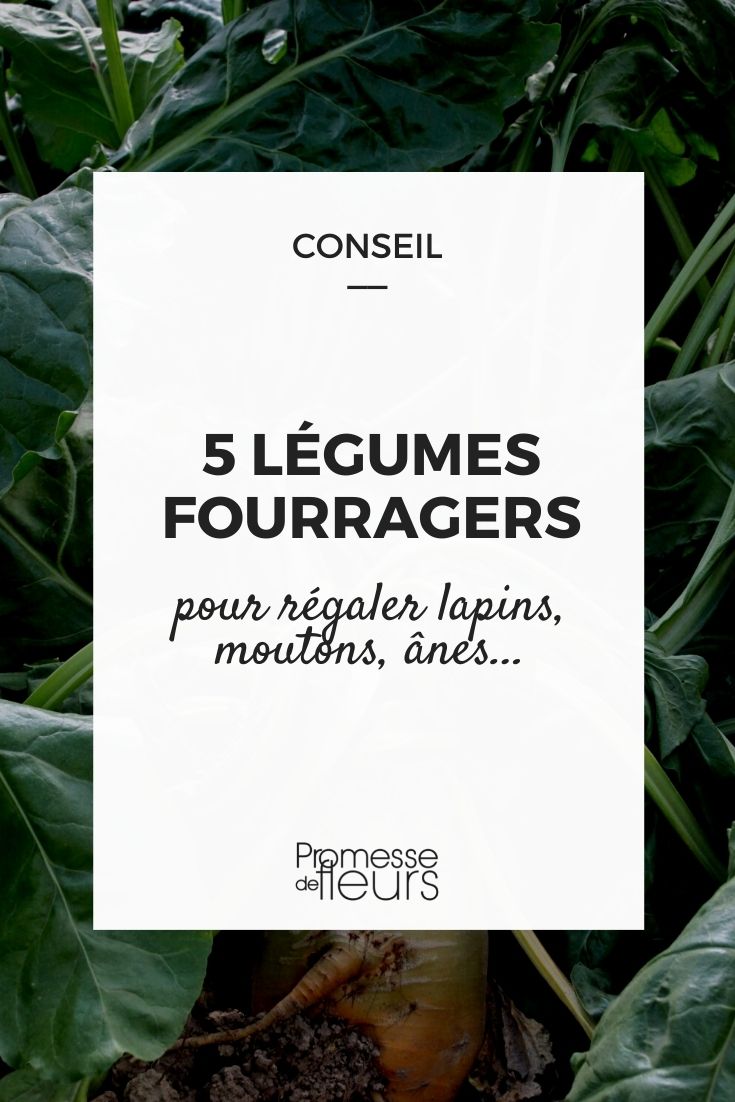 5 Forage Vegetables 5 Forage Vegetables