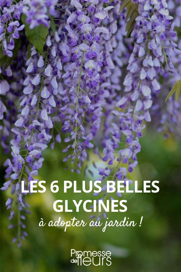 6 Most Beautiful Wisterias 6 Most Beautiful Wisterias