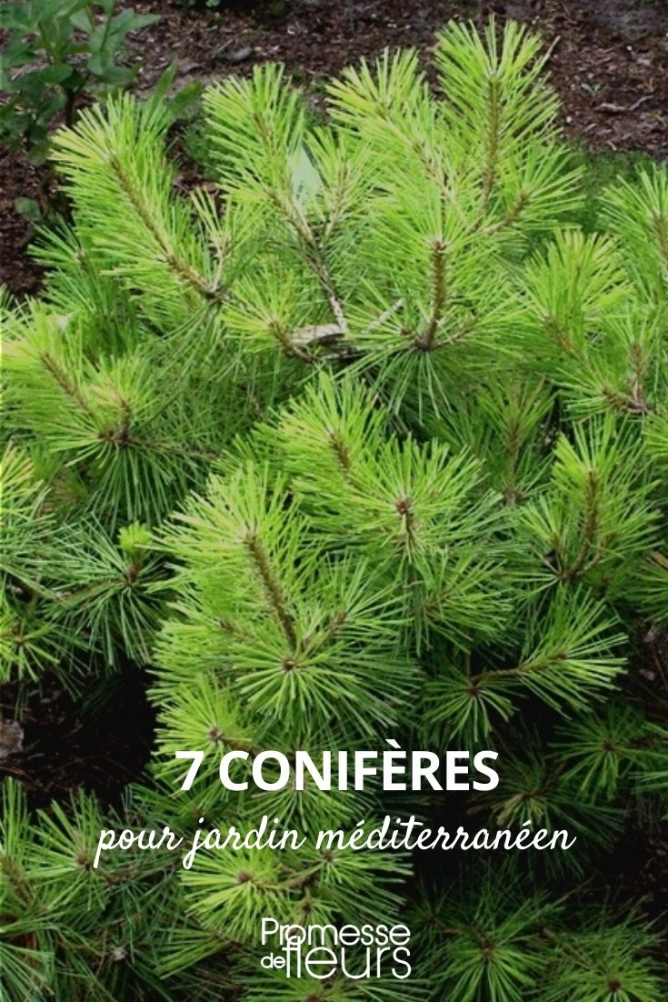 7 Conifers for a Mediterranean Garden 7 Conifers for a Mediterranean Garden