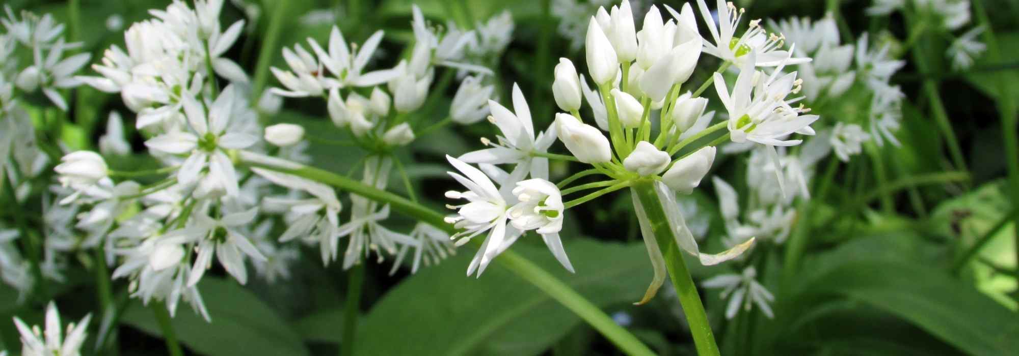 Growing wild garlic in pots