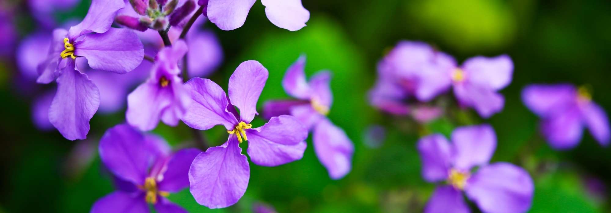 Associate the Lady's Smock