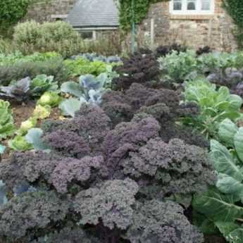 How to make cabbage manure tea?