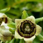 Codonopsis: planting, growing, and maintaining