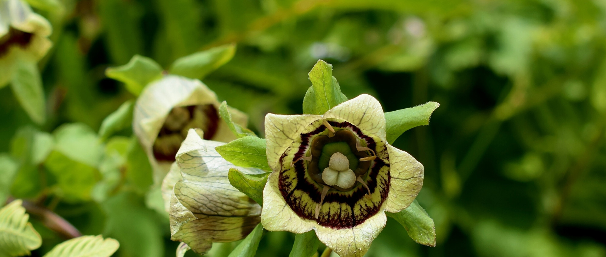 Codonopsis: planting, growing, and maintaining
