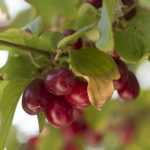 Growing the male dogwood for its fruits