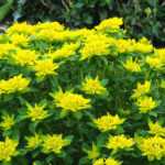 7 Euphorbias for borders