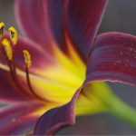 Choosing a daylily