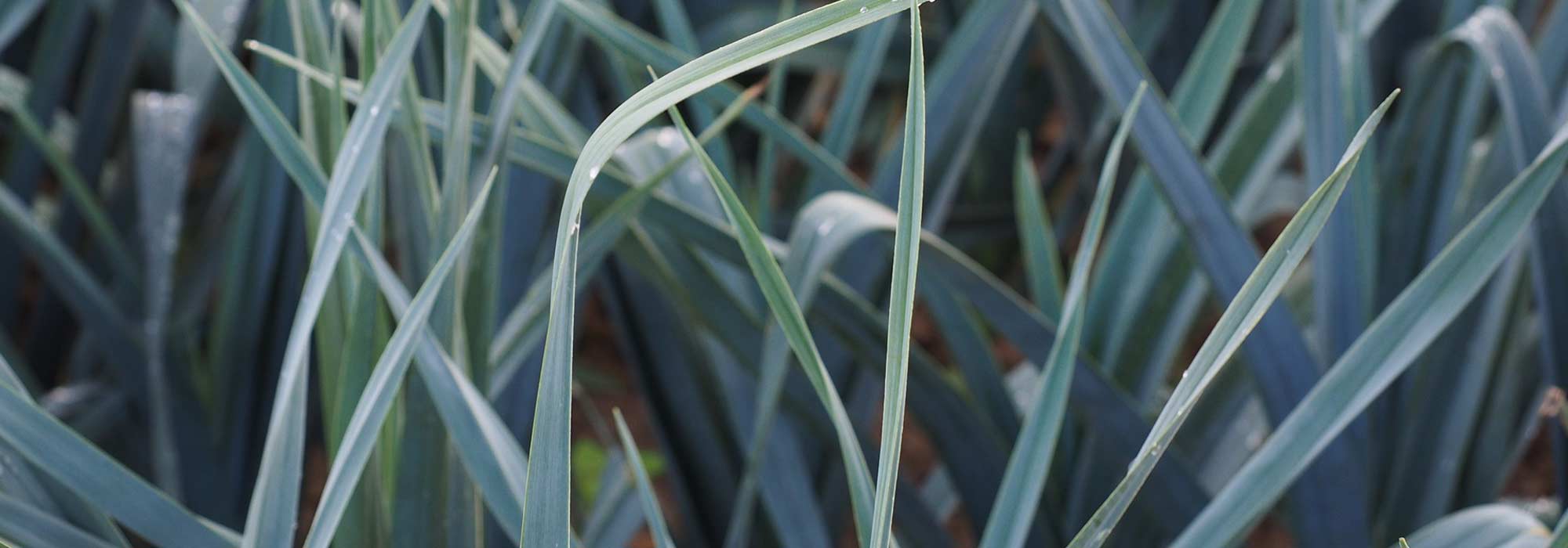 Leeks diseases and pests