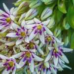 Associating Eucomis