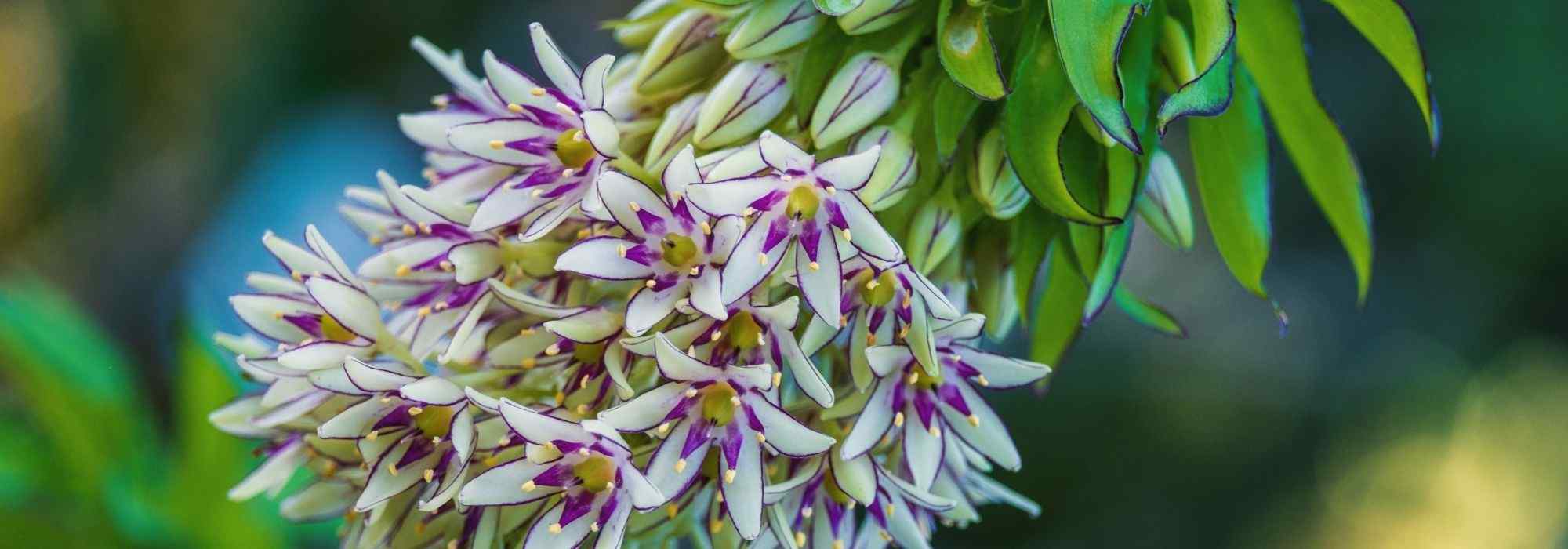 Associating Eucomis