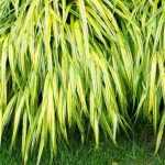 Slow-to-establish plants