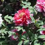 Plants that don't like being moved