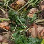 Fodder crop: 5 vegetables for animals