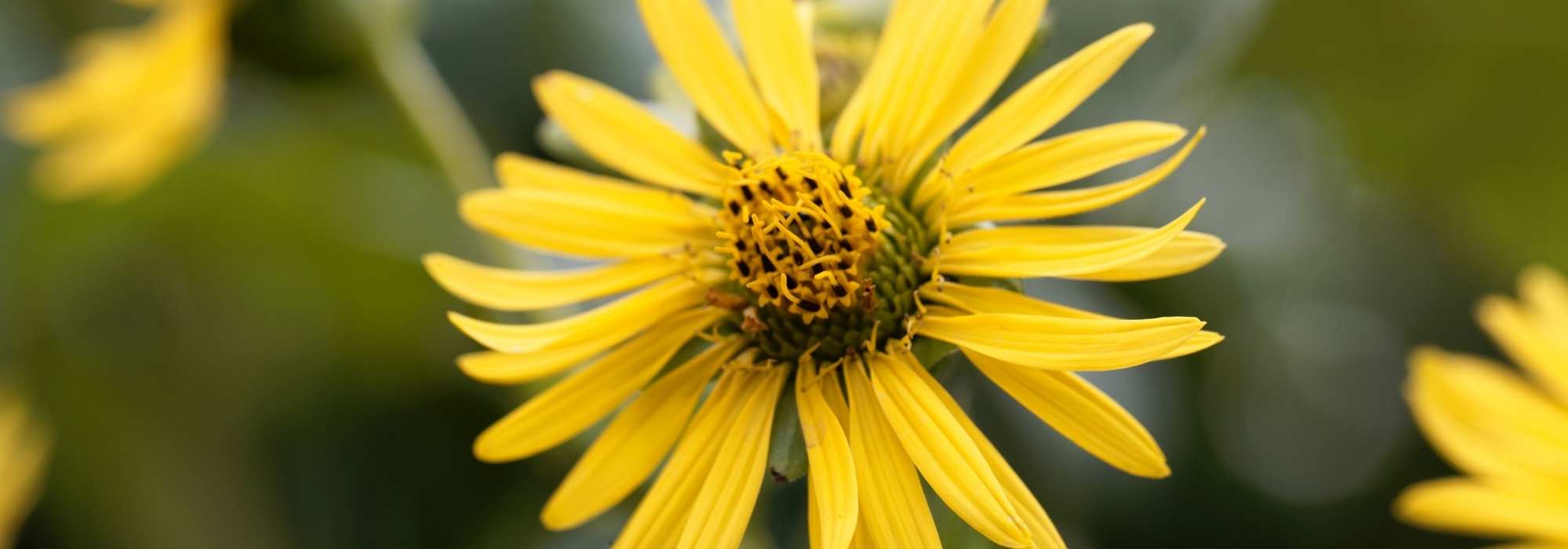 Silphium: planting, cultivation