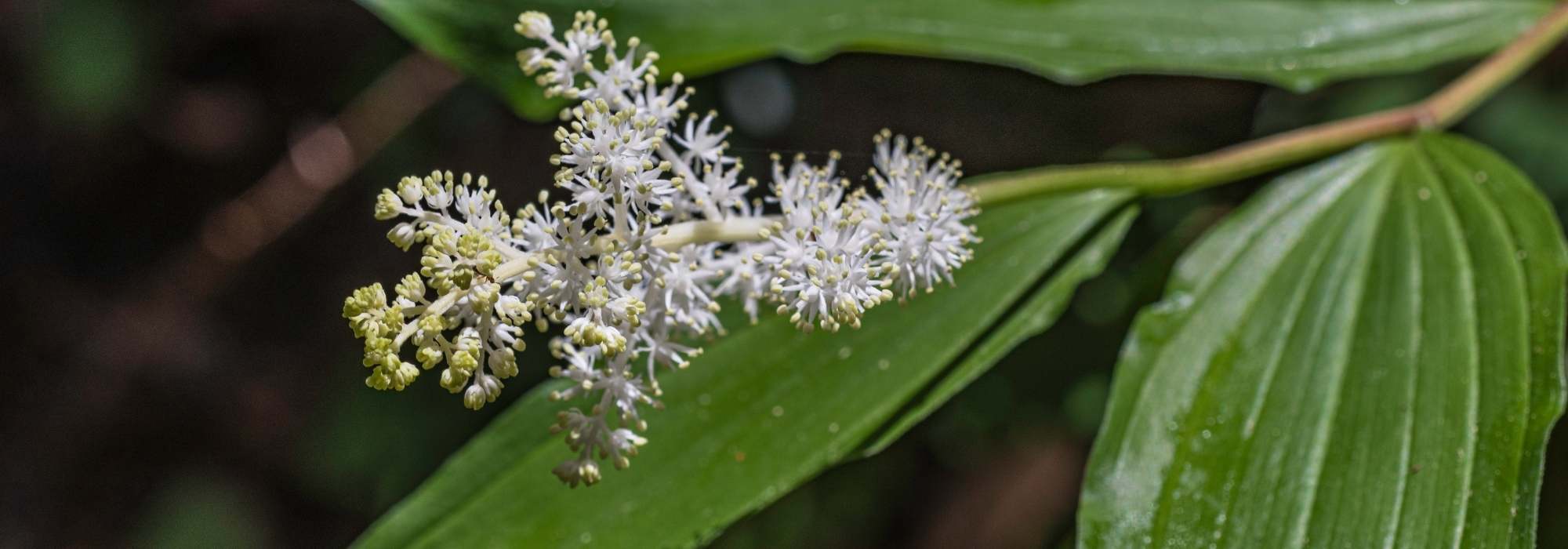Smilacina: planting and care