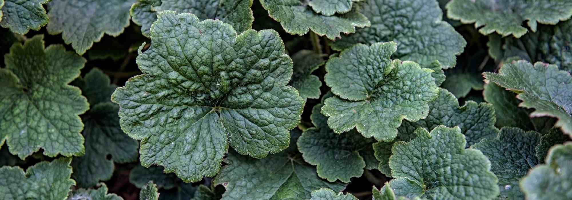 Tellima grandiflora: planting, caring for