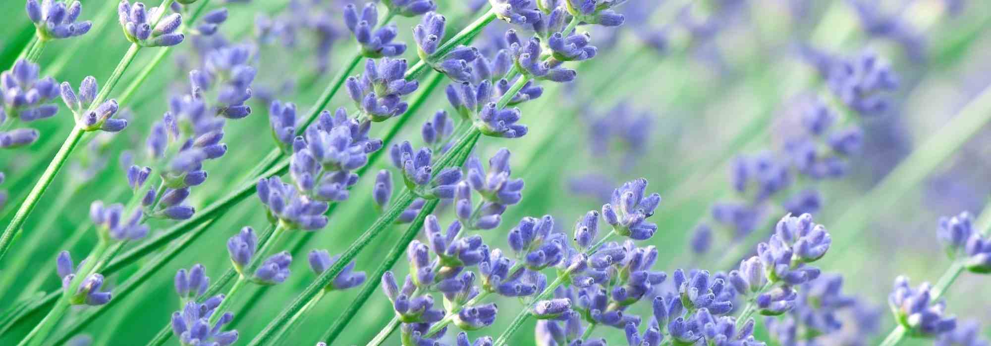 7 perennials for a South-facing garden