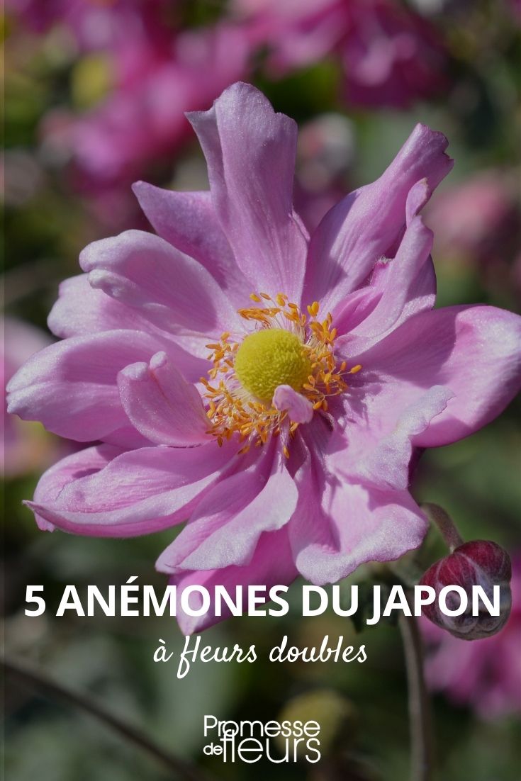 Double Japanese Anemone Flowers Japanese Anemone Double Flowers