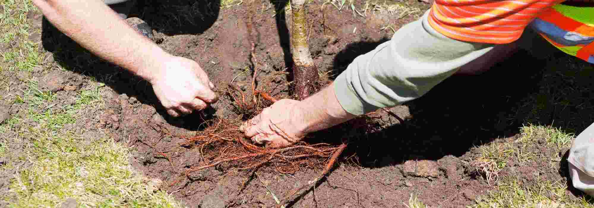 Planting trees and bushes in bare roots