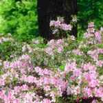 6 bushes for a North-facing garden