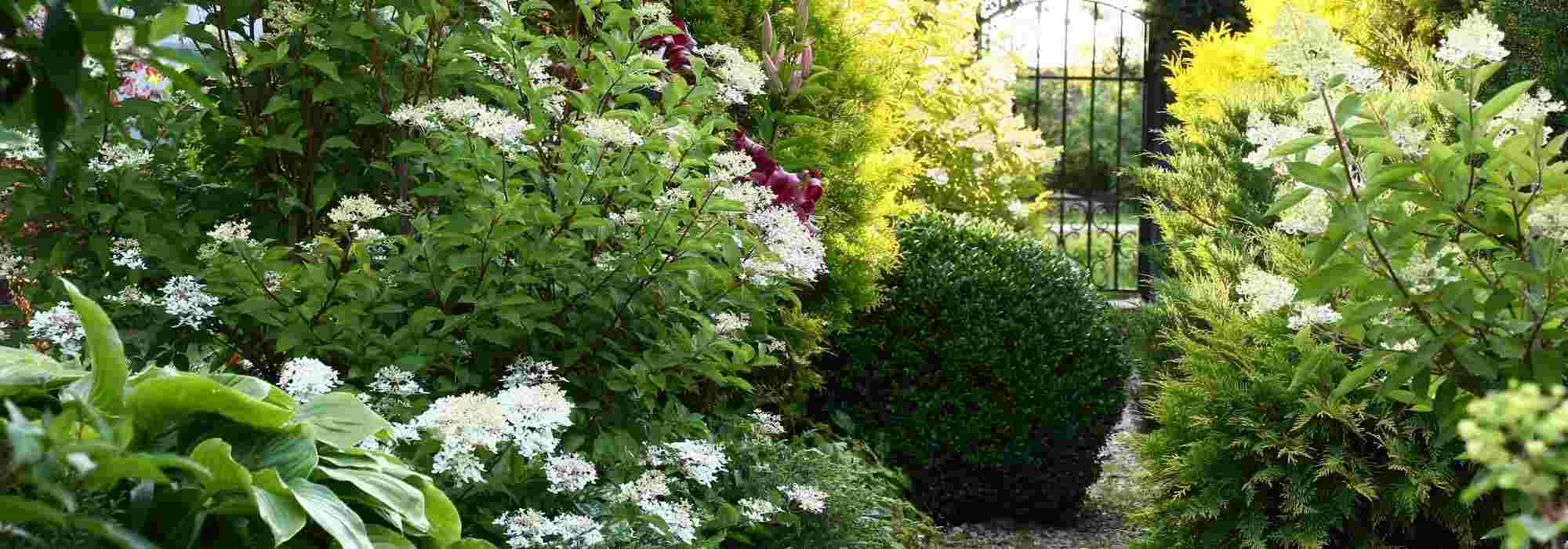 6 bushes for a north-facing hedge