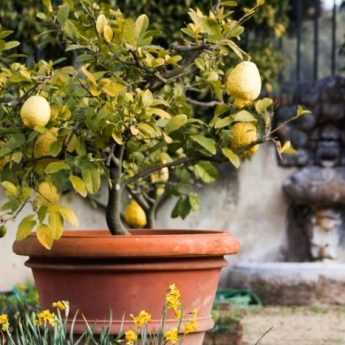 How to Water a Lemon Tree Properly