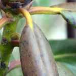 Diseases and Pests of Japanese Azalea