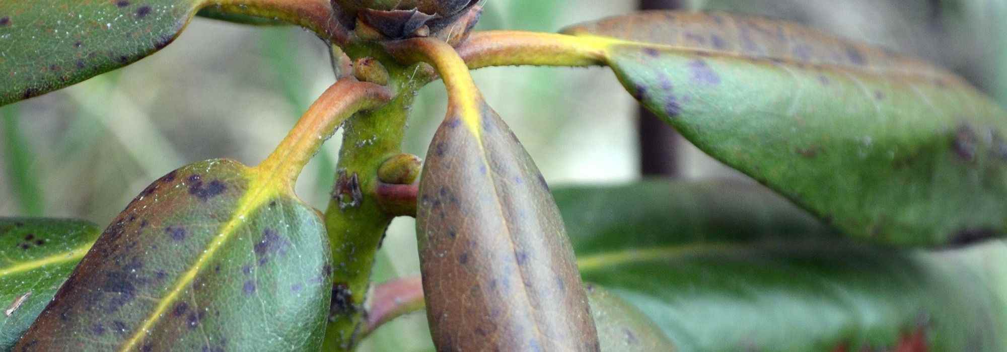 Diseases and Pests of Japanese Azalea