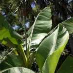 Which banana plant to grow depending on your region?