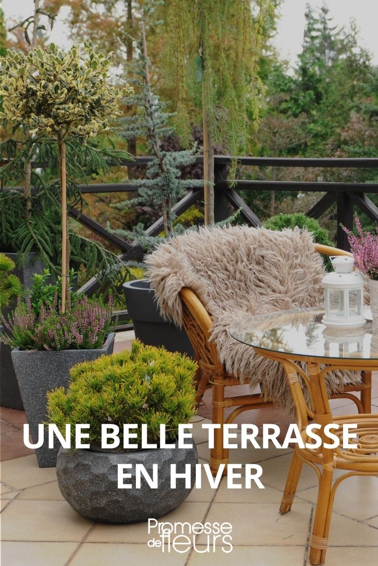 Beautiful Winter Terrace, Winter Flower-Filled Terrace, Arranging a Terrace in Winter