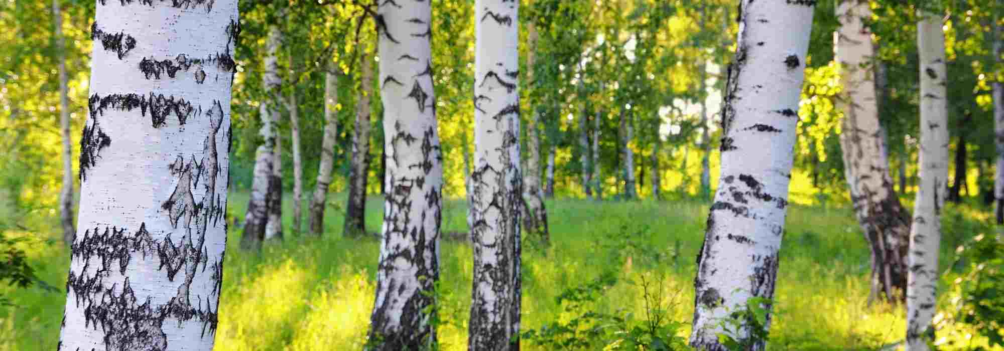 Diseases and Pests of Birch