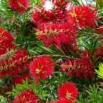 Associate the callistemon