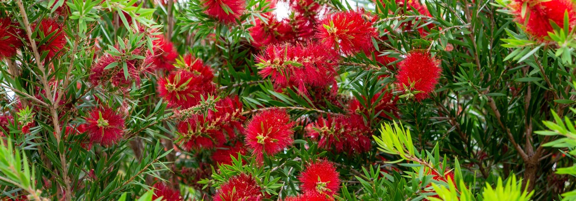 Associate the callistemon