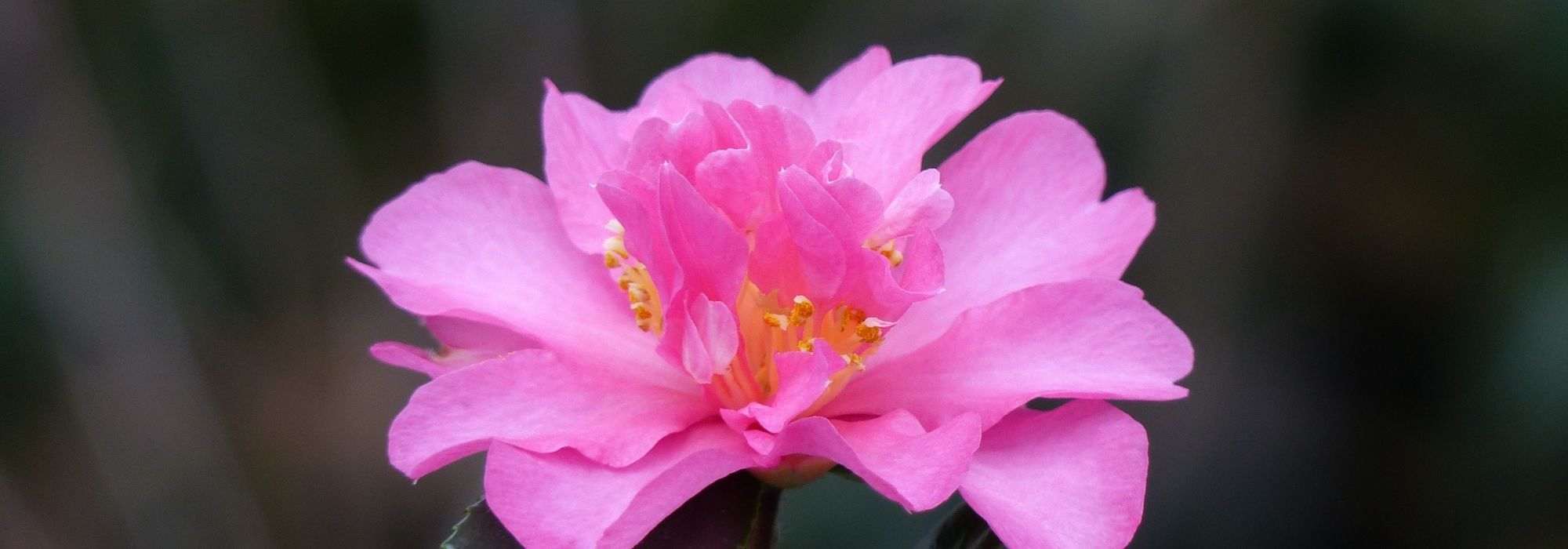How to pair autumn camellias?