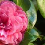 7 classic pink-flowered camellias