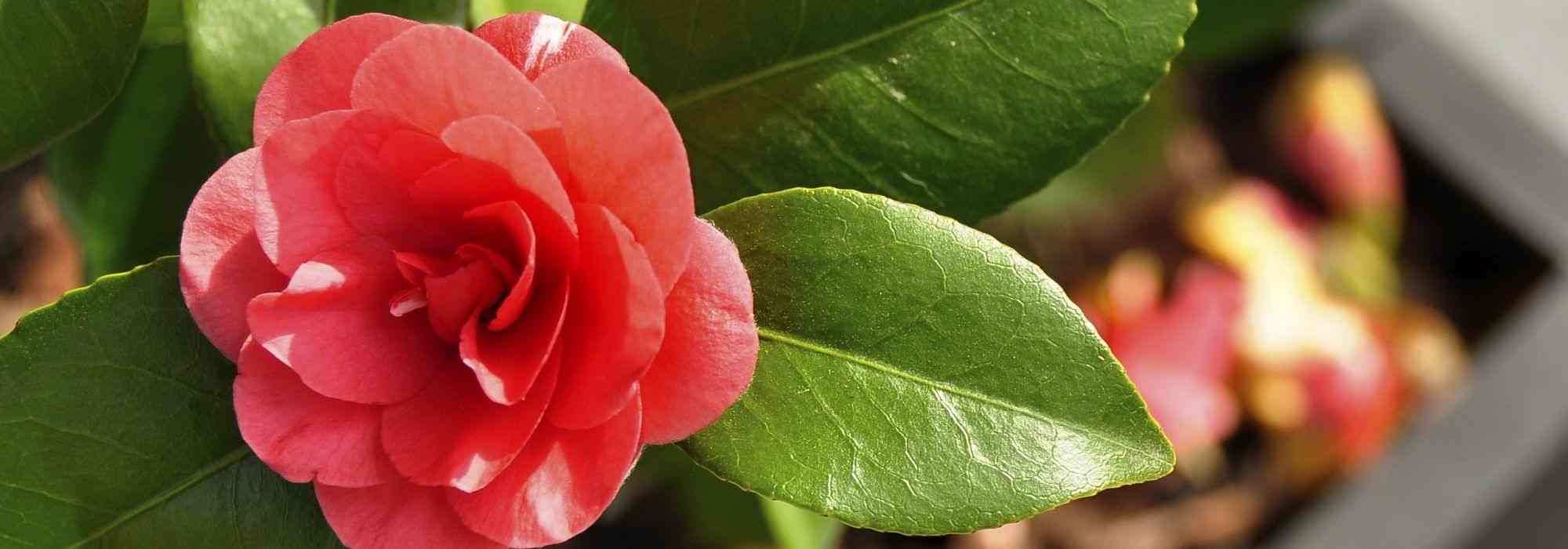 7 camellias to grow in pots