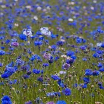 How to dry cornflower blooms?
