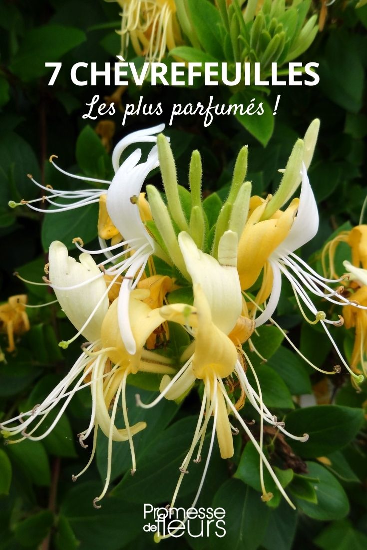 fragrant honeysuckle fragrant honeysuckle