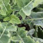 Growing Daubenton perpetual cabbage