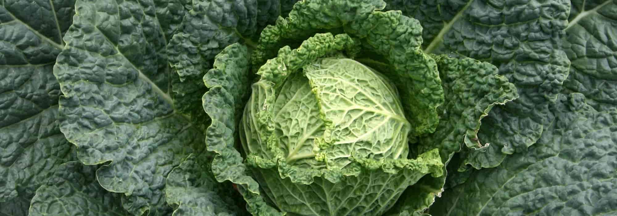 6 Milan cabbages to discover